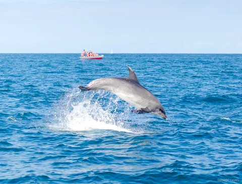 Bióloga marina guiando a los pasajeros en la excursión con delfines a las Cuevas de Benagil