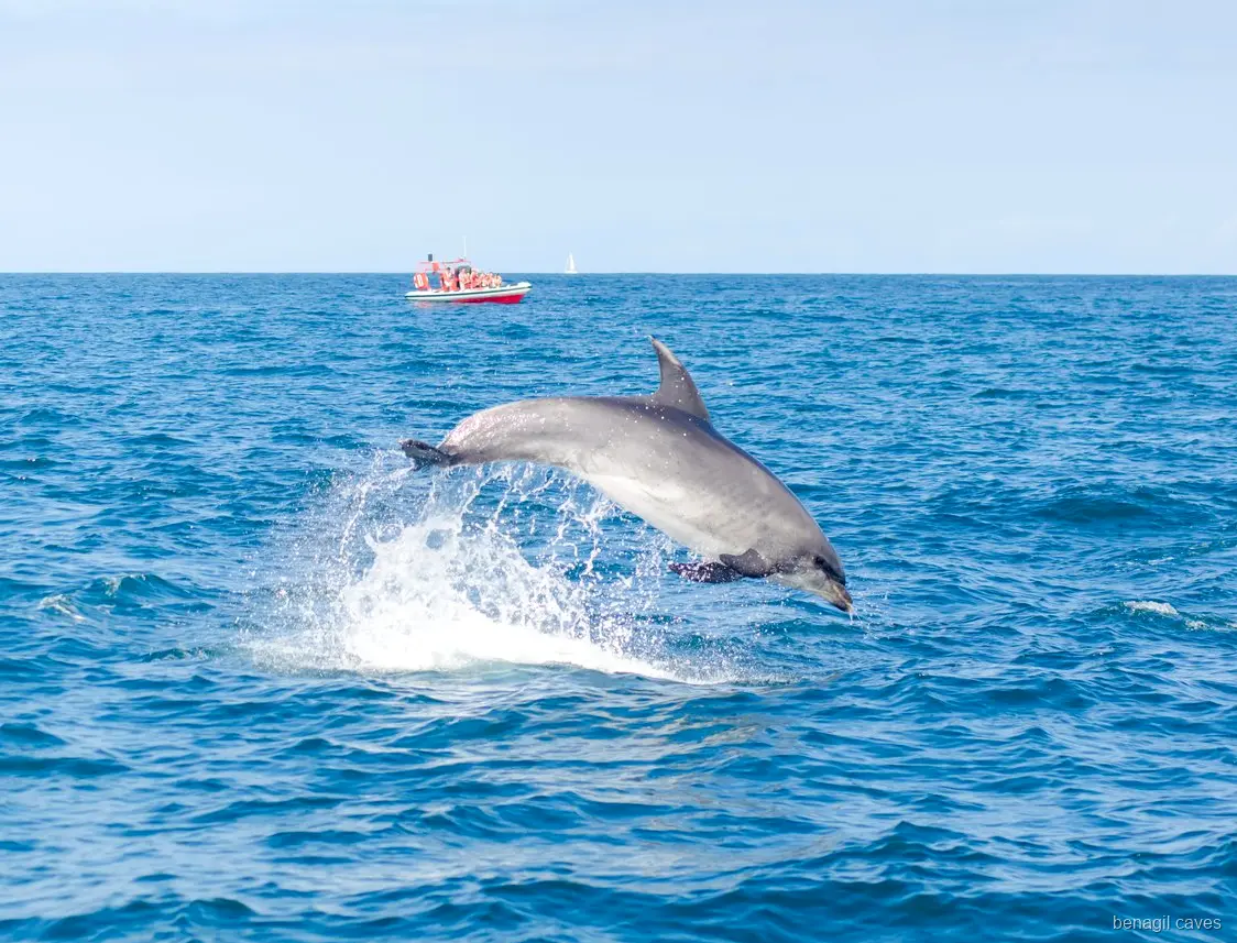Bióloga marina guiando a los pasajeros en la excursión con delfines a las Cuevas de Benagil