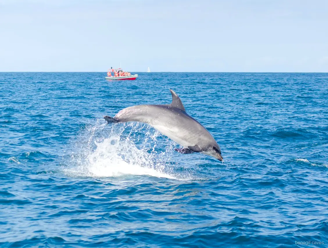 Biologiste marin guidant les passagers sur l'excursion grotte de Benagil et dauphins