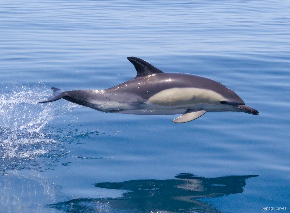 Golfinhos avistados ao largo durante o passeio às Grutas de Benagil com golfinhos
